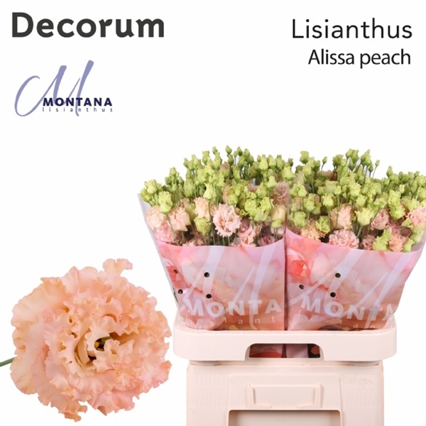 LISIANTHUS ABRICOT $$$