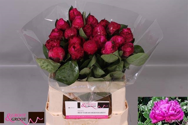 PIVOINE RED BERNHARDT 55CM