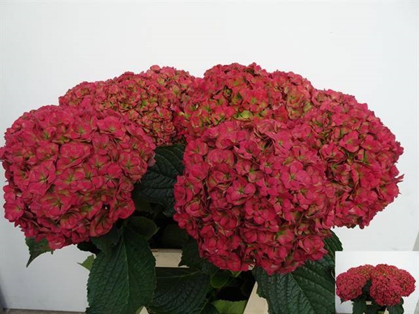 HORT. ROYAL ANASTASIA CLAS 90CM