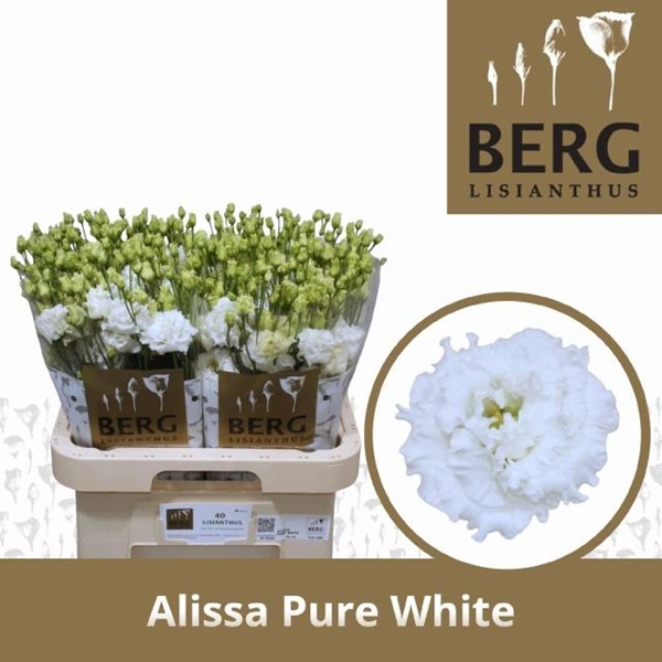 LISIANTHUS ALISSA BLANC $$$