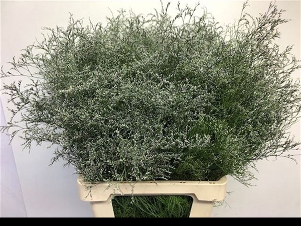 LIMONIUM BELTAARD 70