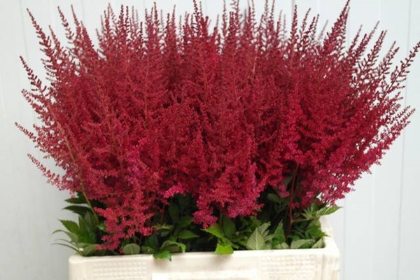 ASTILBE PAUL GAARDER 65CM