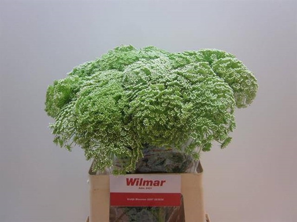 DILLE VISNAGA 60CM