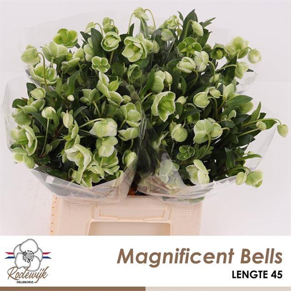 HELLEBORE MAGNIFICENT BELLS 45CM