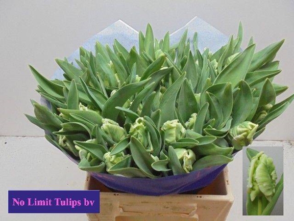 TULIPE SUPER PARROT