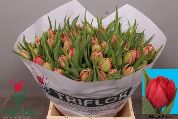 TULIPE MAGIC PRICE