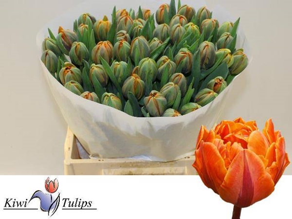 TULIPE ORANGE PRINCESS