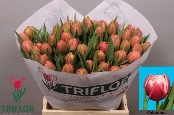 TULIPE COLUMBUS