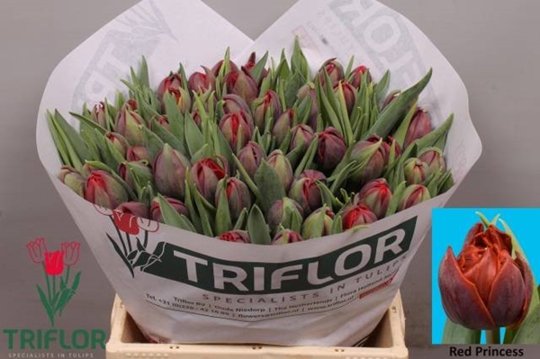 TULIPE RED PRINCESS