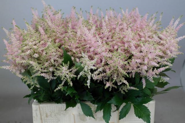 ASTILBE EUROPA 60