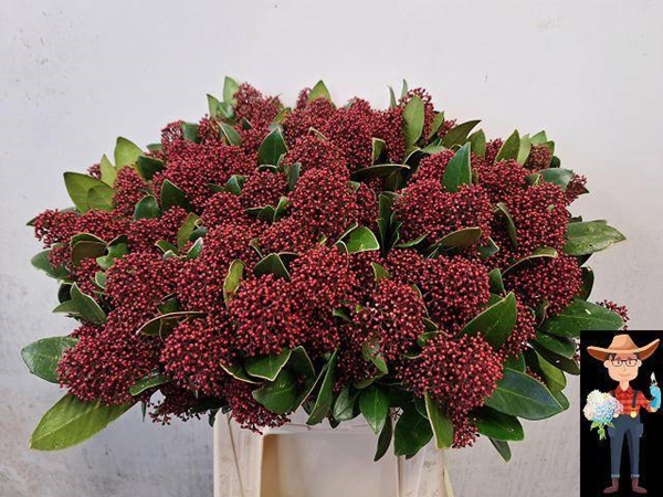 SKIMMIA J RUBELLA BOS 50CM