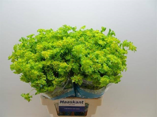 BUPLEURUM GRIFFITHII 70CM