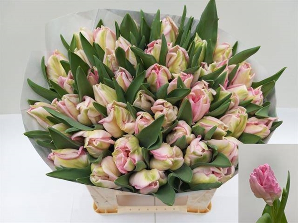 TULIPE ZAMBESI