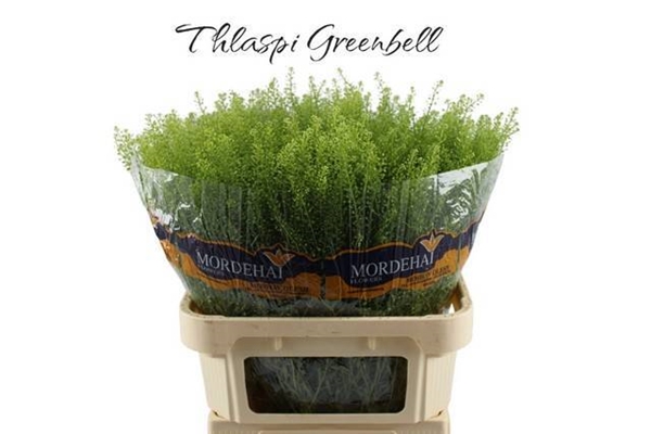 LEPIDIUM VERT BELL 80CM