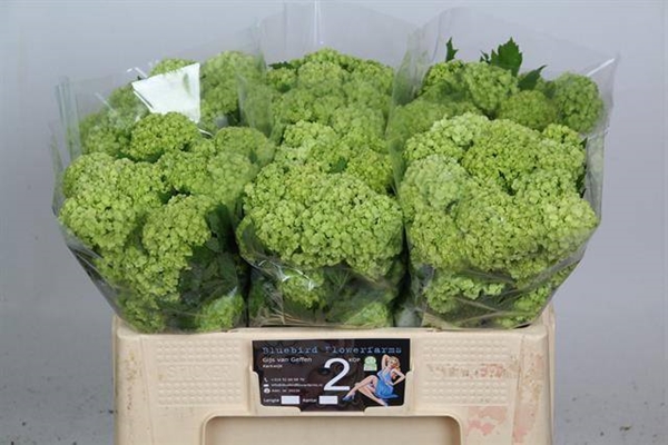 VIBURNUM OPULUS 50CM 2BL
