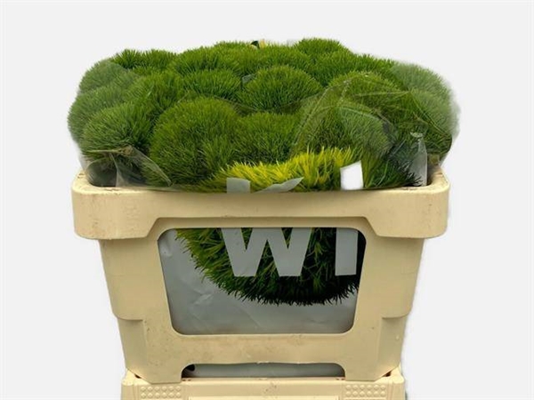 OEILLET DE POETE KIWI MELLOW 50CM