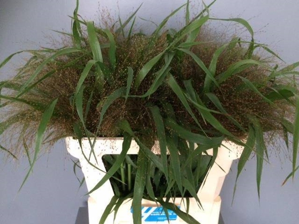 PANICUM FIREWORK 70CM A1
