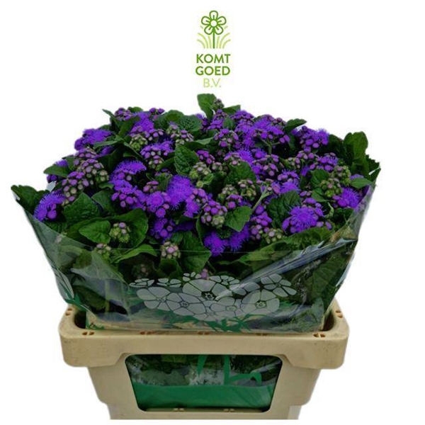 AGERATUM BLUE HORIZON 60CM