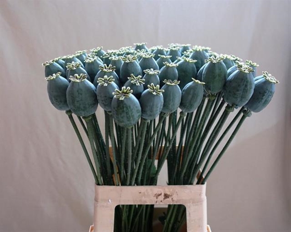 PAPAVER SOM ZAADDOZEN 60CM