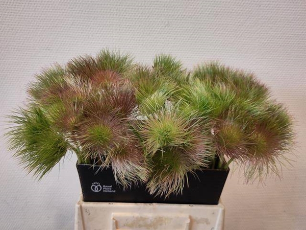 PULSATILLA ZAAD BRUN 45CM