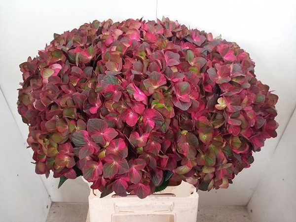 HORT. MAG HOT CHOCOLATE 60CM
