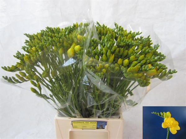 FREESIA JAUNE $$$