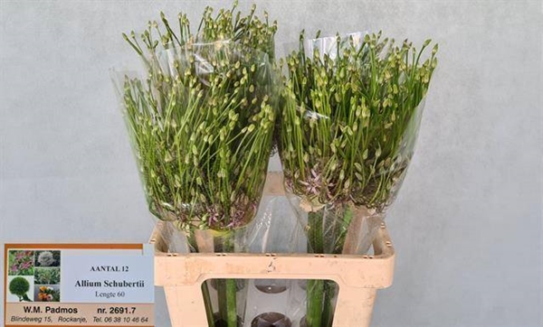 ALLIUM SCHUBERTII 60CM