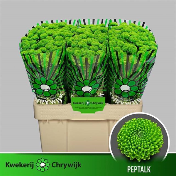 CHRYS. SANTINI PEPTALK 55CM