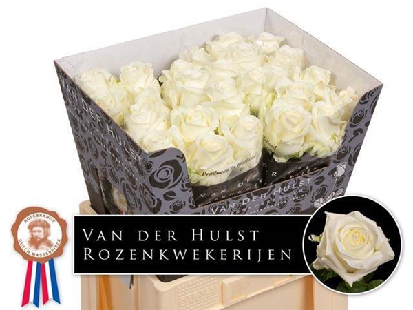 ROSE NOELIA 60CM X10