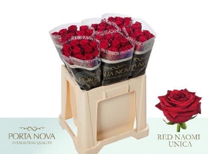 ROSE RED NAOMI 55