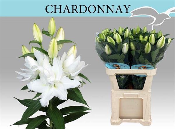 LYS OR DU CHARDONNAY 31FL 80CM 4 F+