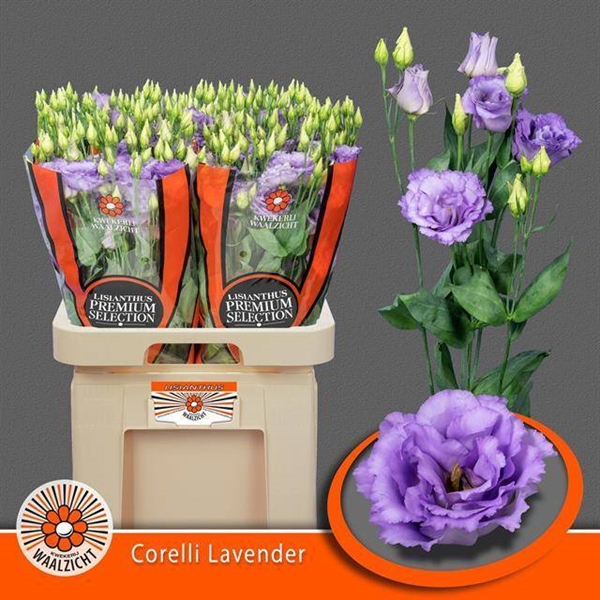 LISIANTHUS CORELLYS LAVANDE 70CM