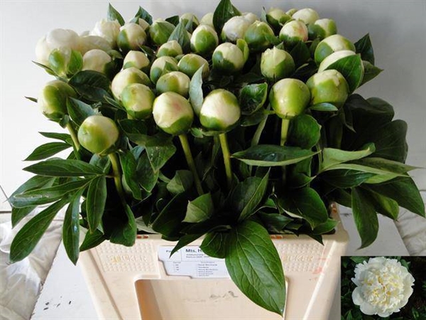PIVOINE BRIDAL SHOWER 55CM