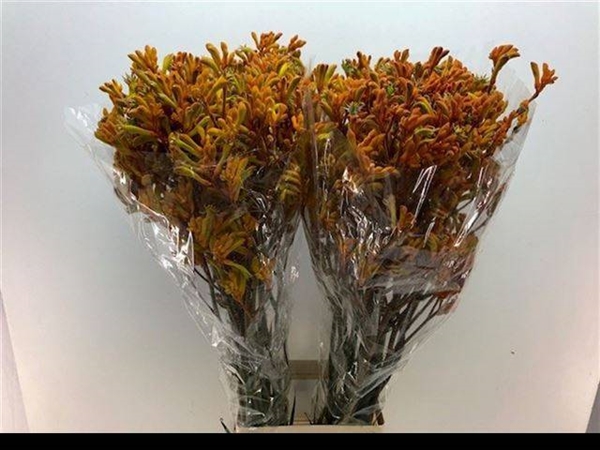 ANIGOZANTHUS GOLDEN GIRL 90CM