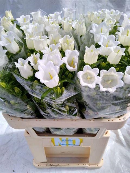 CAMPANULE CHAMPION WHITE 75CM