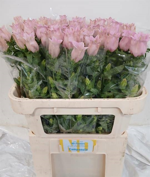 CAMPANULE PEARL PINK 70CM