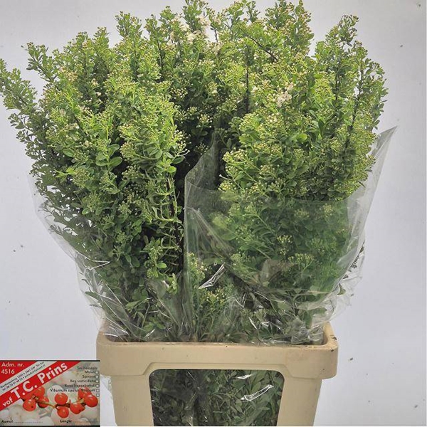 SPIREE SNOWMOUND 80CM