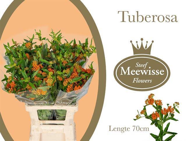ASCLEPIA TUBEROSA 70CM HOLL