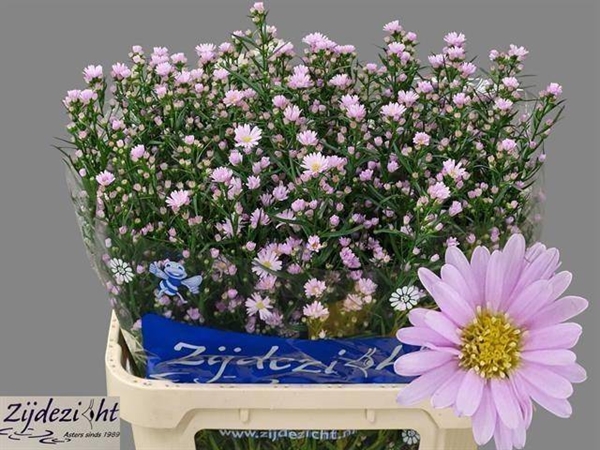 ASTER CLAUDIA 80CM