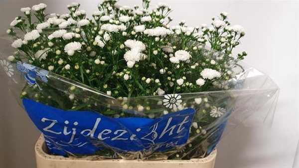 ASTER CASSY 80CM