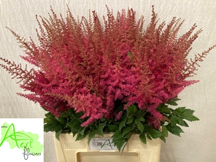 ASTILBE ELSE SCHLUCK 70CM