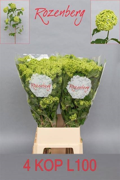 VIBURNUM OPULUS 100CM