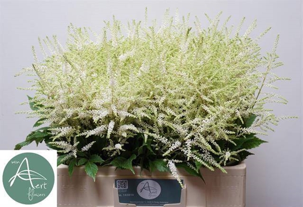 ASTILBE WASHINGTON 60CM