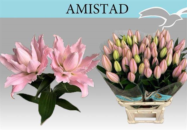 LYS OR DU AMISTAD 21FL 85CM 2 F+