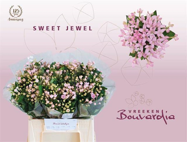 BOUVARDIA EN SWEET JEWEL 40CM
