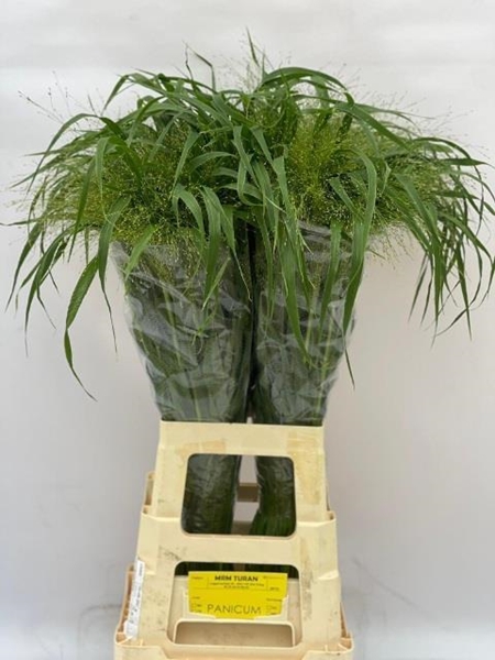 PANICUM FONTAINE ZILVERGR 80CM A1