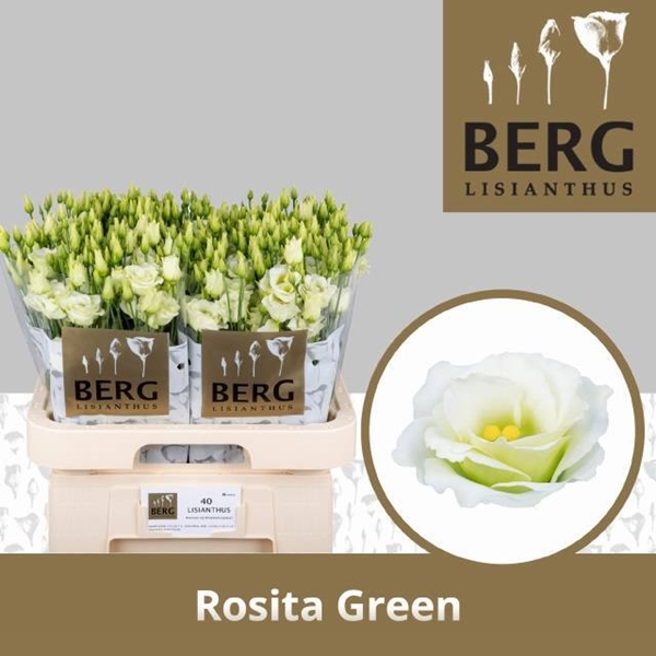 LISIANTHUS VERT $$$