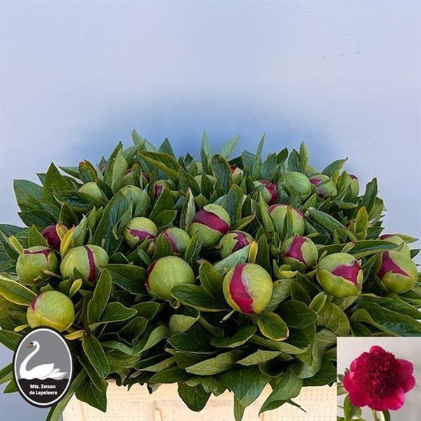 PIVOINE RED CHARM 55 $$$
