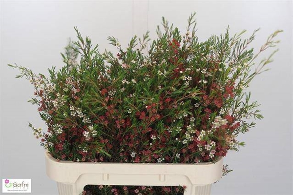 WAX ROMI ROSE MY SWEET 70CM