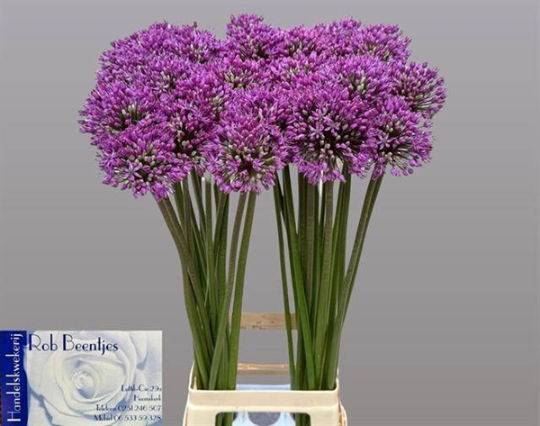 ALLIUM STRATOS 85CM SUPER